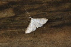 Blepharomastix ranalis