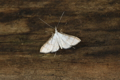 Blepharomastix ranalis
