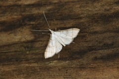 Blepharomastix ranalis