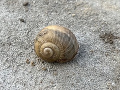 Helix pomatia