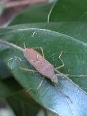 Paradasynus spinosus