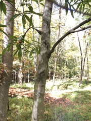 Quercus laurifolia