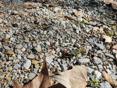 Taeniopoda tamaulipensis