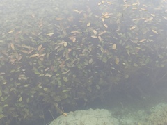 Potamogeton natans