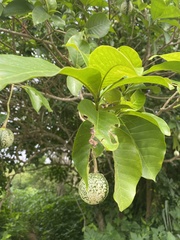 Tabernaemontaneae