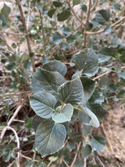 Fraxinus anomala