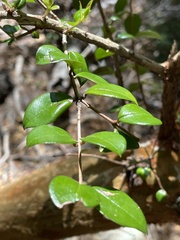 Luma apiculata