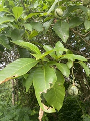 Tabernaemontaneae