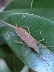 Paradasynus spinosus