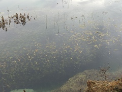 Potamogeton natans