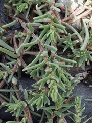 Amaranthaceae