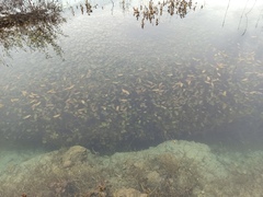 Potamogeton natans