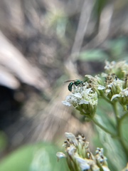 Augochloropsis metallica