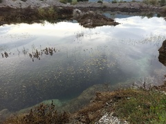 Potamogeton natans