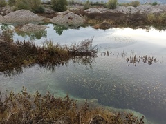 Potamogeton natans