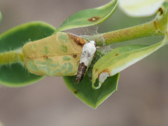 Acontiini