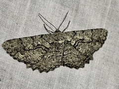 Cymatophora approximaria