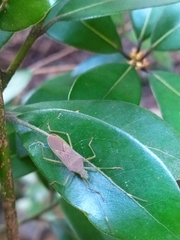 Paradasynus spinosus