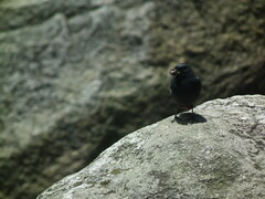 Phoenicurus fuliginosus