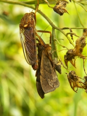Dicranus