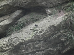 Phoenicurus fuliginosus