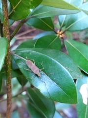 Paradasynus spinosus