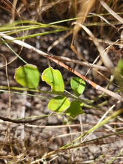 Styphnolobium affine