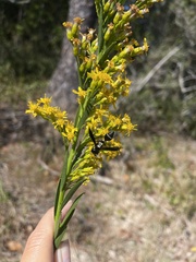 Zethus spinipes variegatus