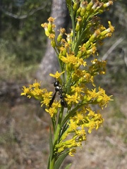 Zethus spinipes variegatus