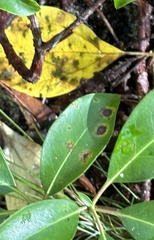 Mycosphaerella colorata