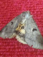 Thyas coronata
