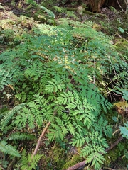 Corydalis scouleri