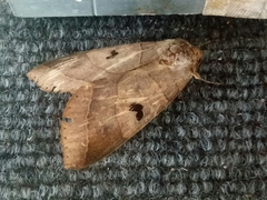 Thyas coronata