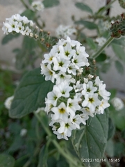 Heliotropium europaeum