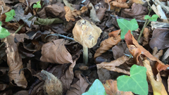 Pseudosperma sororium