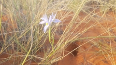 Moraea polystachya