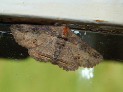 Pericyma mendax