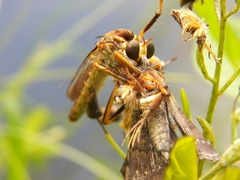 Dicranus