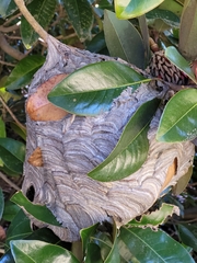 Dolichovespula arenaria