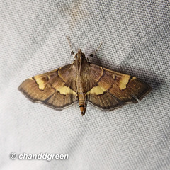 Syngamia falsidicalis