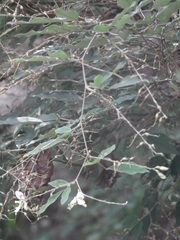 Lespedeza buergeri