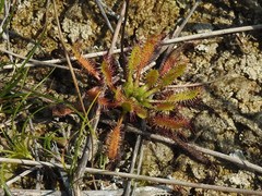 Drosera linearis