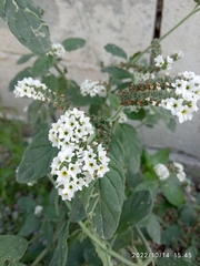 Heliotropium europaeum