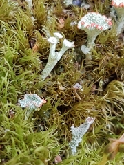 Cladonia pleurota
