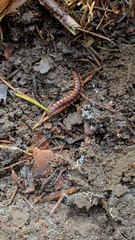 Pseudopolydesmus canadensis