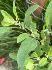 Chenopodium betaceum