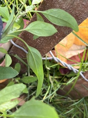 Chenopodium betaceum