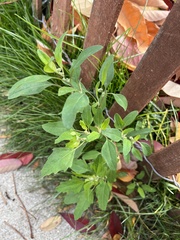 Chenopodium betaceum