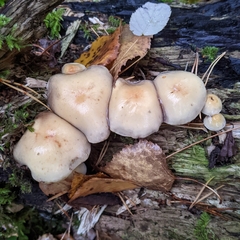 Hypholoma