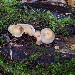 Hypholoma